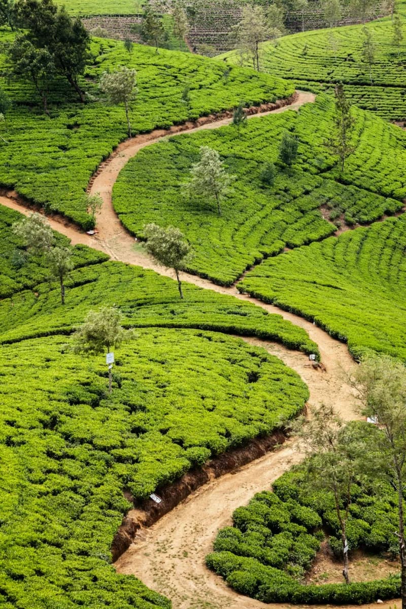 Nuwara Eliya — Tea Country, Sri Lanka