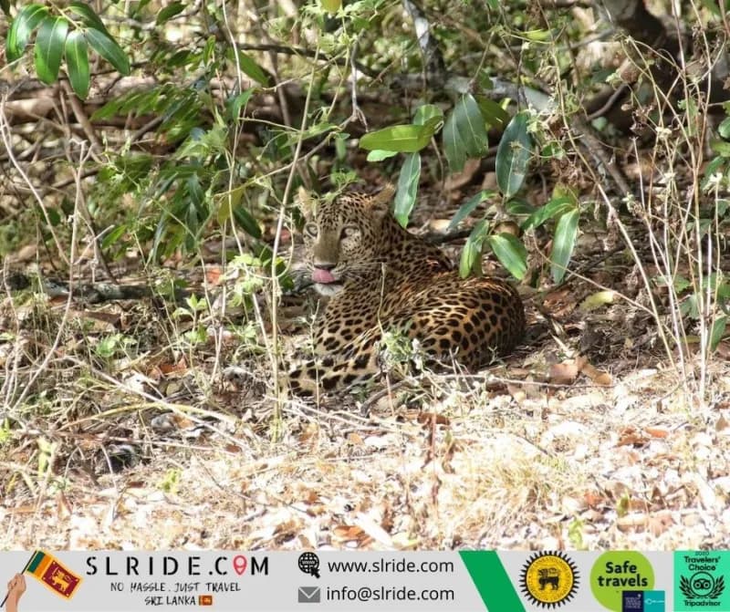 Leopard spotted in the wild at Yala National Park