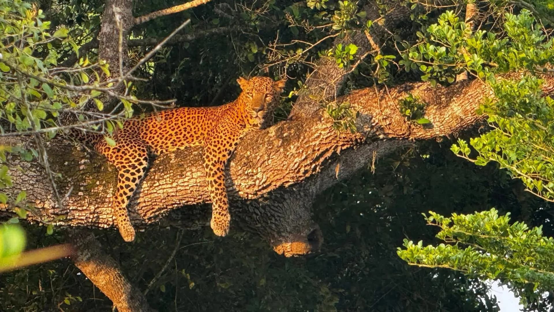 Leopard resting on a tree branch in Yala National Park