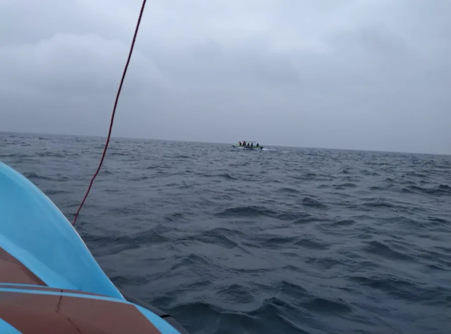 Dolphin & Whale Watching