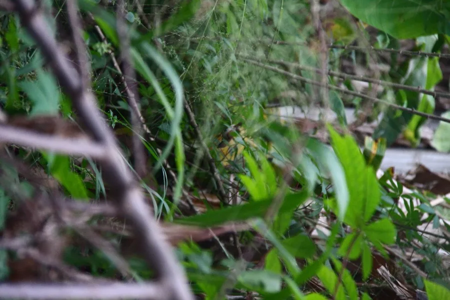 Kitulgala White Water Rafting