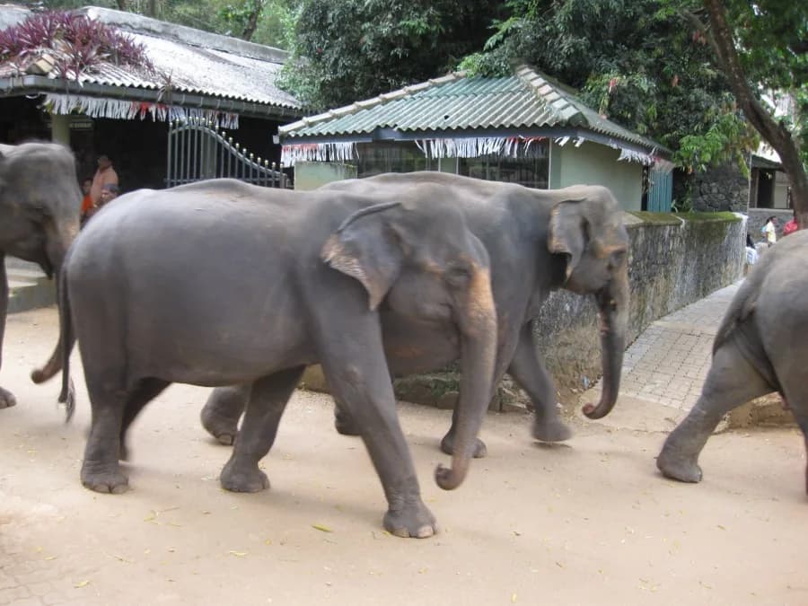 Pinnawala Elephant Orphanage