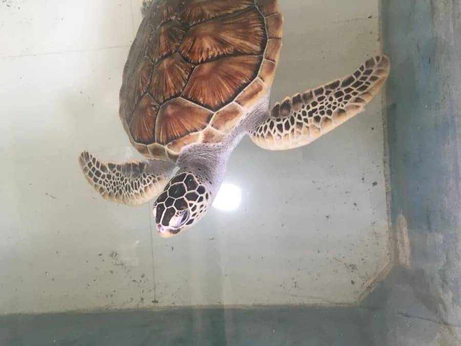 Sea Turtle Hatchery Visit