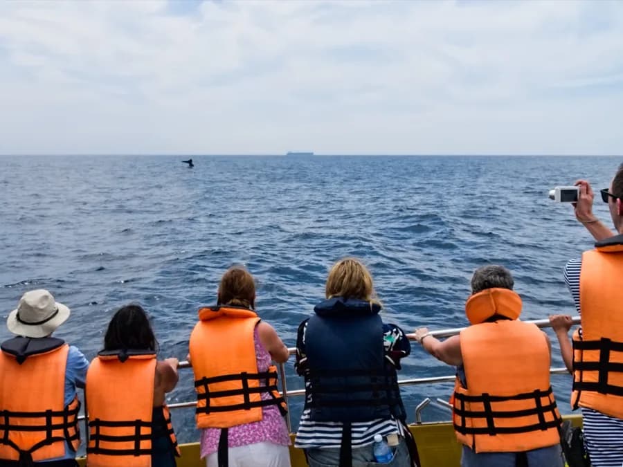 Blue Whale & Dolphin Watching